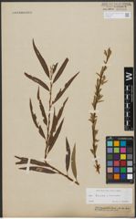 Foto von Salix triandra L. x Salix viminalis L.